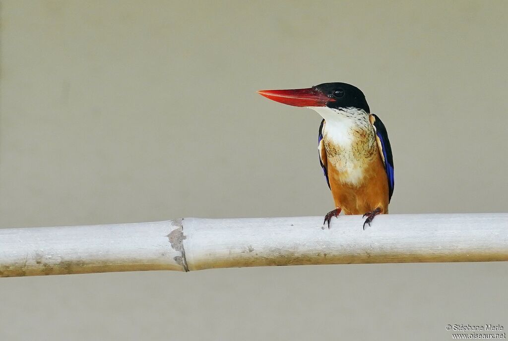 Black-capped Kingfisheradult