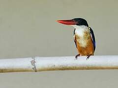 Black-capped Kingfisher