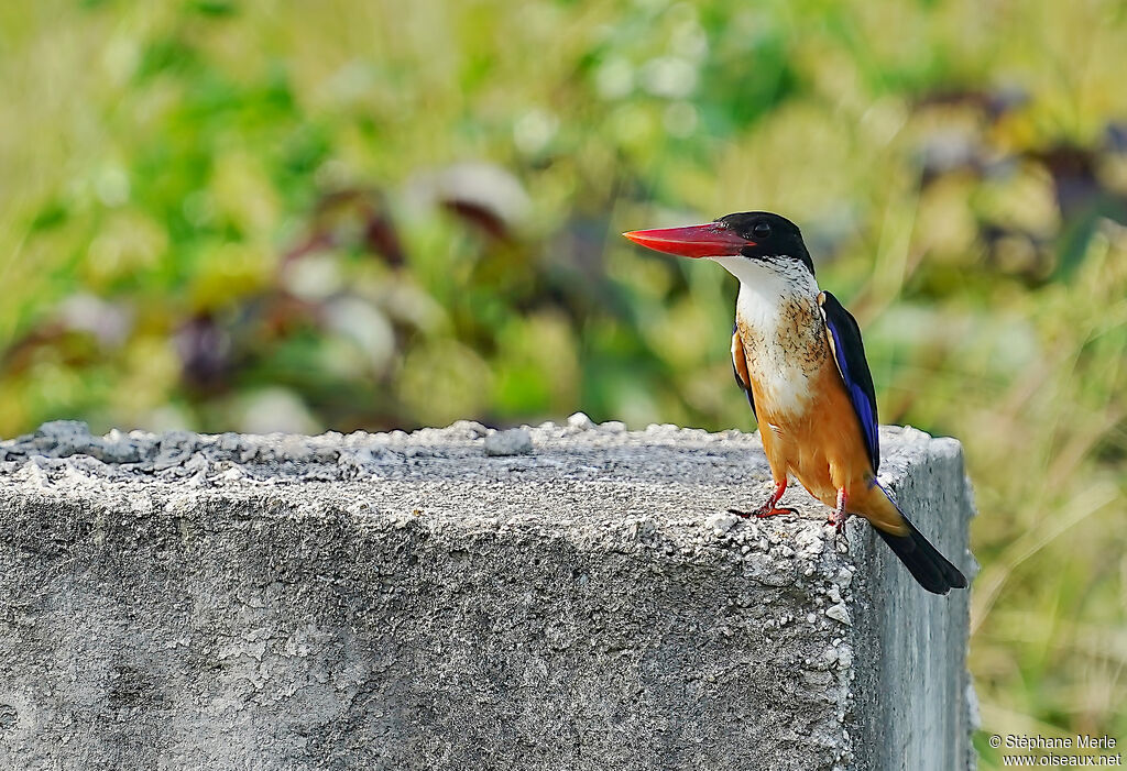 Black-capped Kingfisheradult