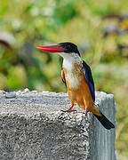 Black-capped Kingfisher