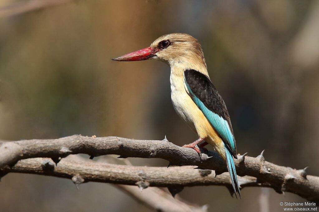 Brown-hooded Kingfisher male adult