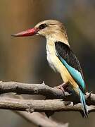 Brown-hooded Kingfisher