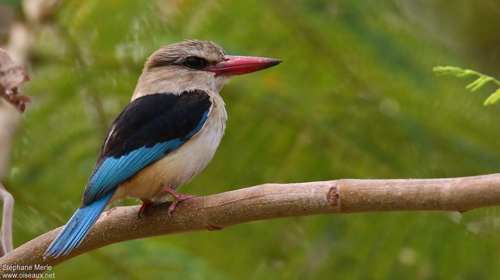 Brown-hooded Kingfisher male adult, identification