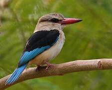 Brown-hooded Kingfisher