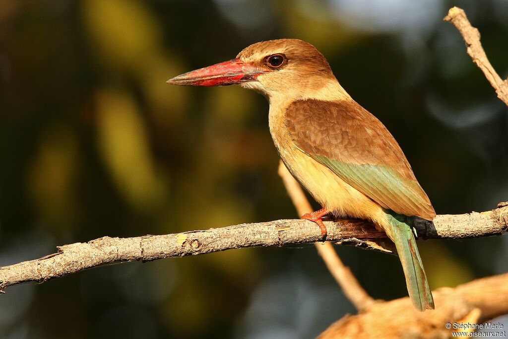 Brown-hooded Kingfisher female