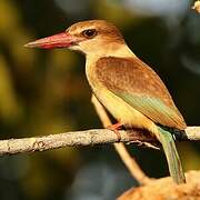 Brown-hooded Kingfisher