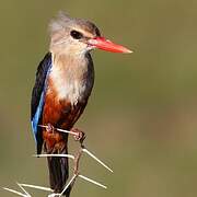 Grey-headed Kingfisher