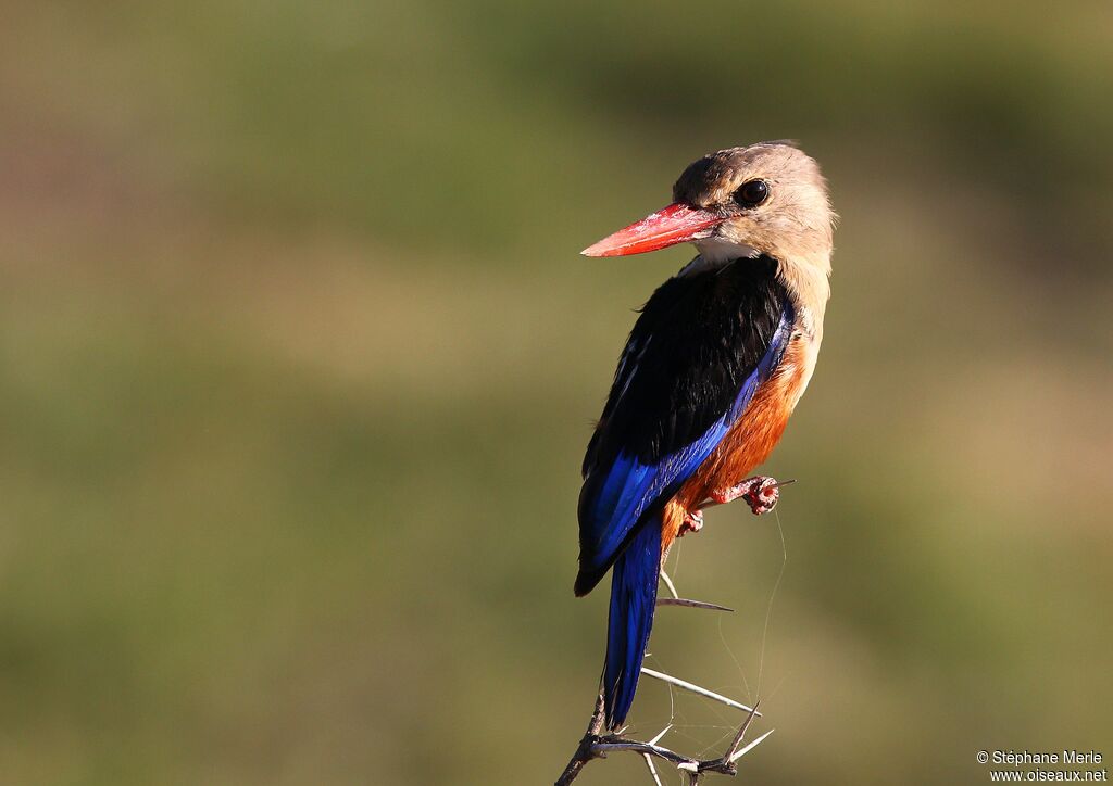 Grey-headed Kingfisher