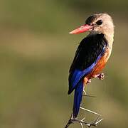 Grey-headed Kingfisher