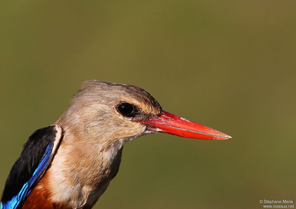 Grey-headed Kingfisher