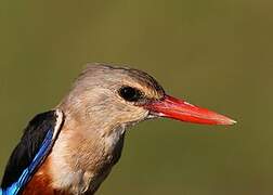 Grey-headed Kingfisher