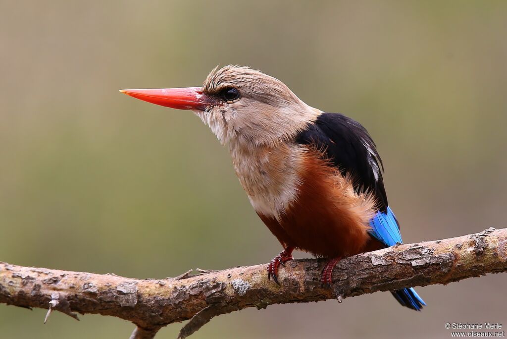 Grey-headed Kingfisheradult