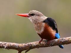 Grey-headed Kingfisher