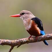 Grey-headed Kingfisher