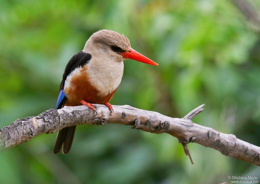 Grey-headed Kingfisheradult