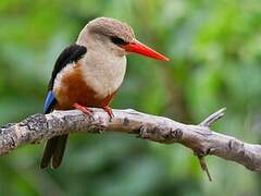 Grey-headed Kingfisher