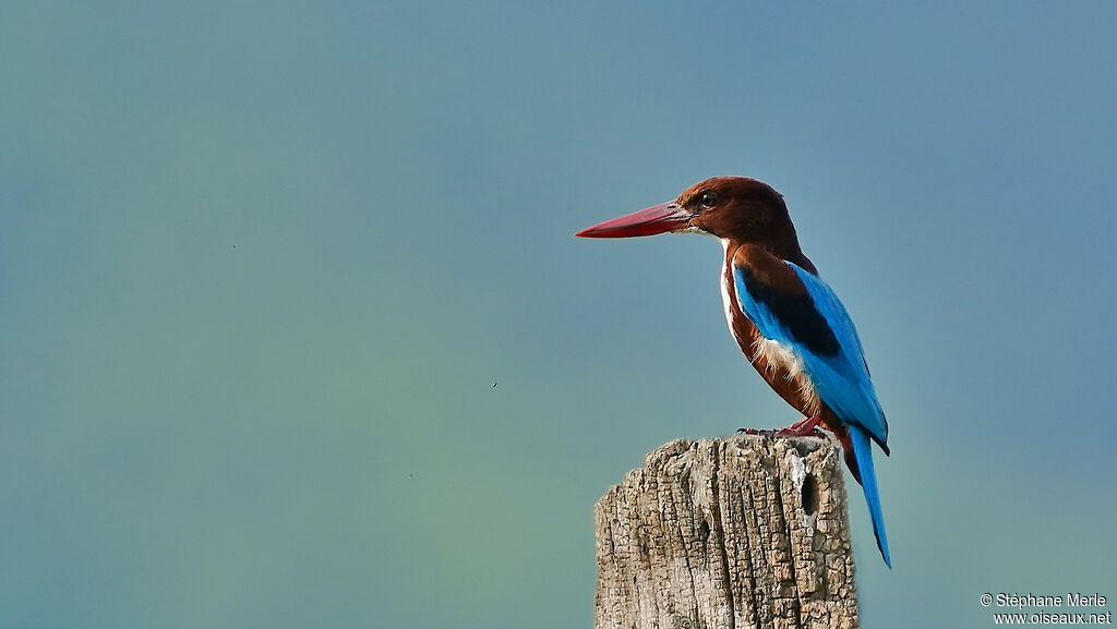 White-throated Kingfisheradult