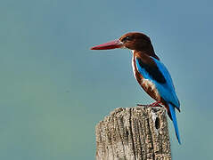 White-throated Kingfisher