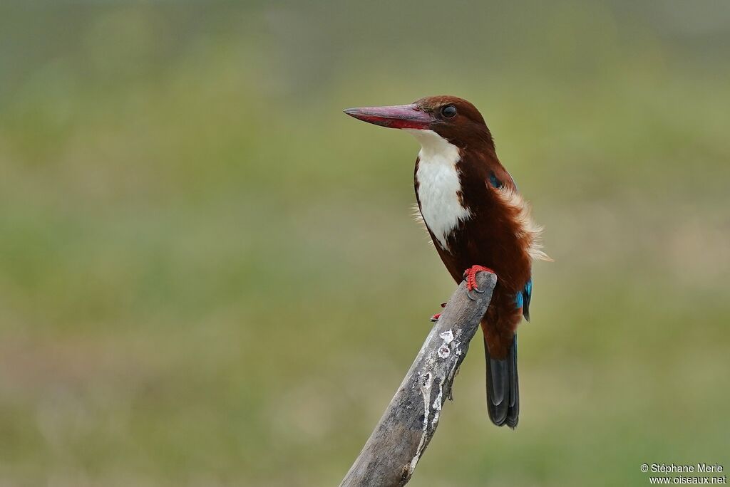 White-throated Kingfisheradult