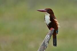 White-throated Kingfisher