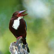 White-throated Kingfisher