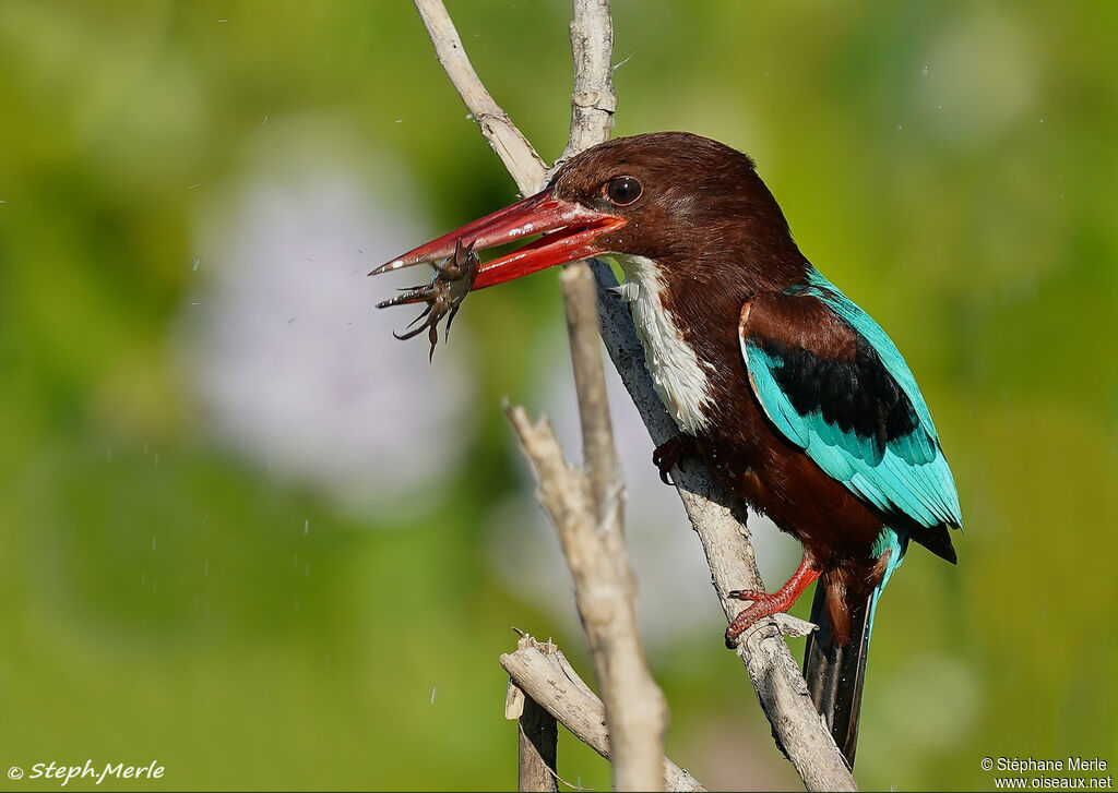 White-throated Kingfisheradult