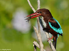 White-throated Kingfisher