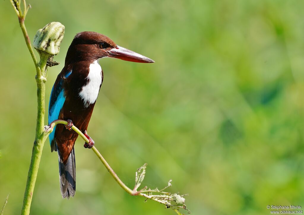 White-throated Kingfisheradult