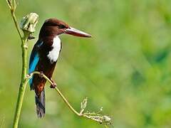 White-throated Kingfisher