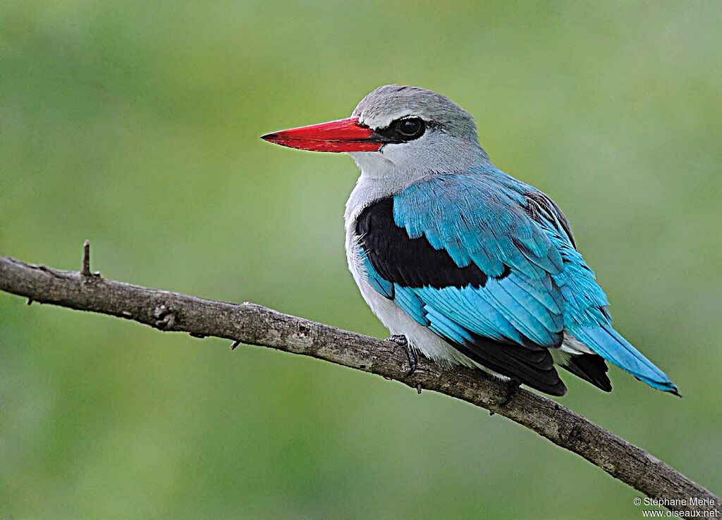 Mangrove Kingfisher