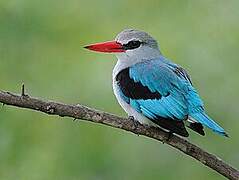 Mangrove Kingfisher