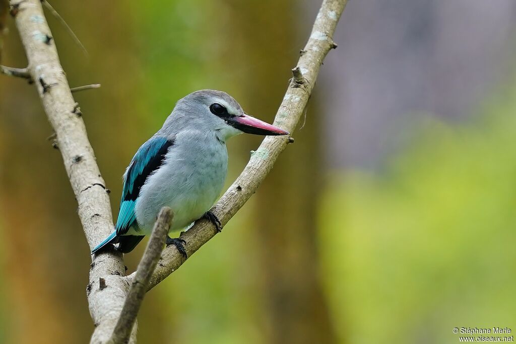 Woodland Kingfisher