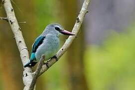 Woodland Kingfisher