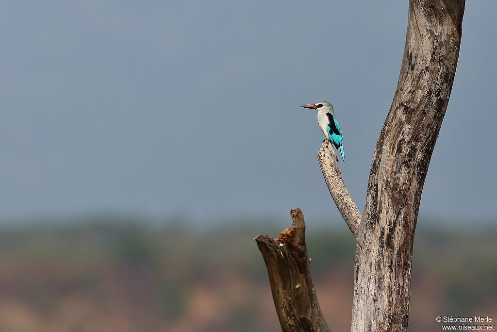 Woodland Kingfisher