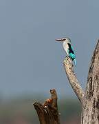 Woodland Kingfisher