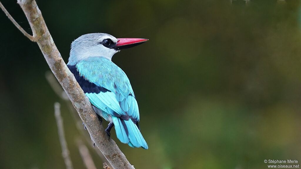 Woodland Kingfisher