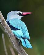 Woodland Kingfisher