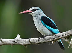 Woodland Kingfisher