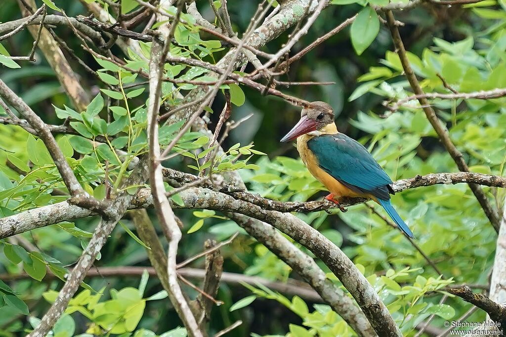 Stork-billed Kingfisher