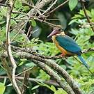 Martin-chasseur gurial