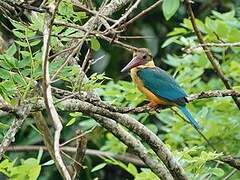 Stork-billed Kingfisher