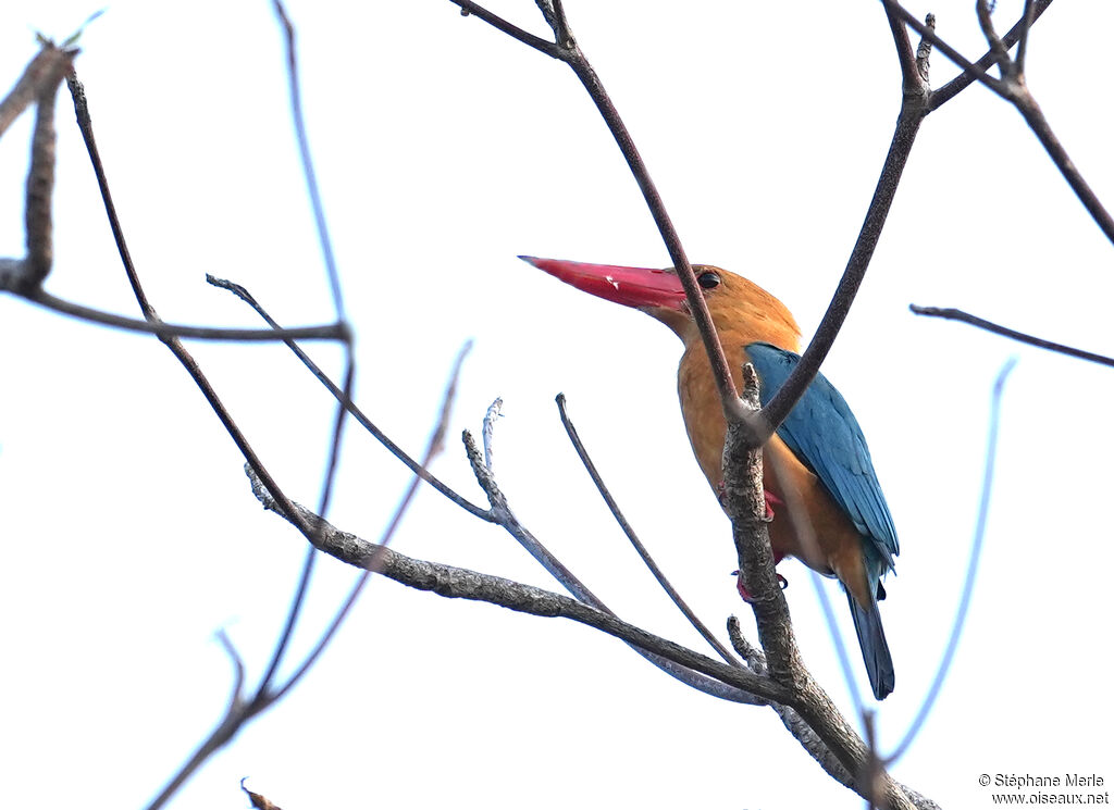 Martin-chasseur gurial