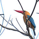 Martin-chasseur gurial