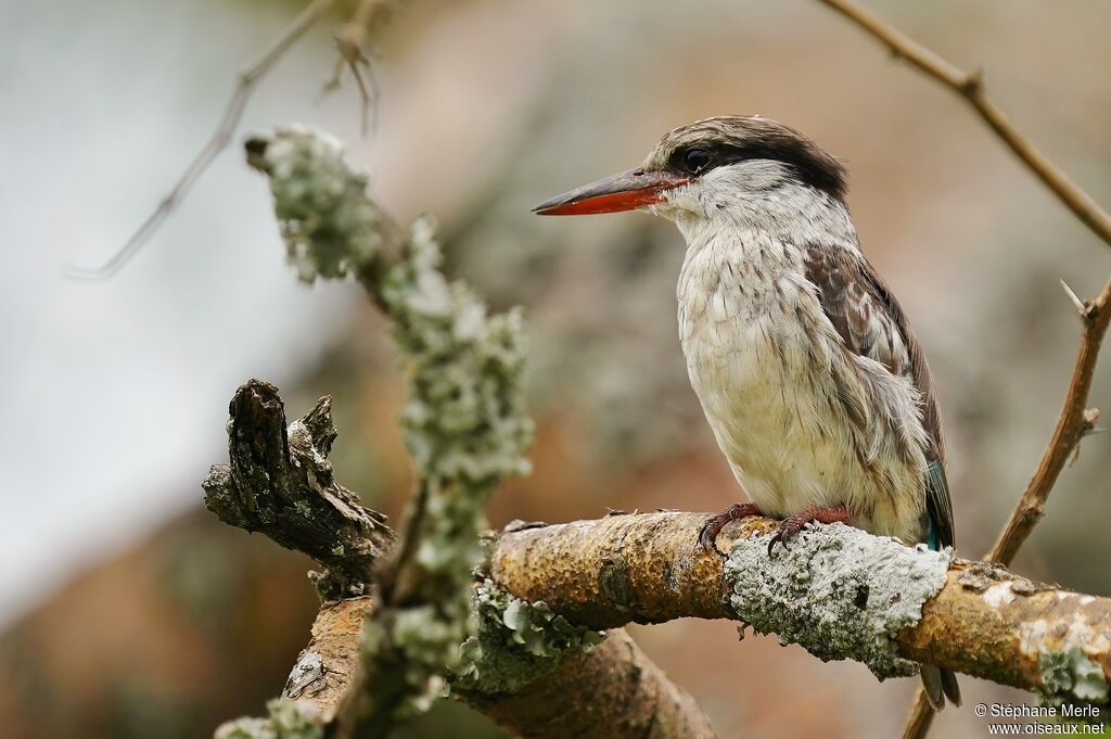 Striped Kingfisheradult