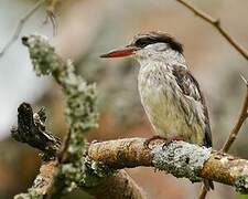 Striped Kingfisher