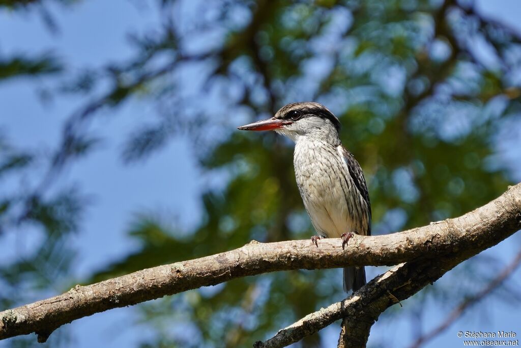 Striped Kingfisheradult