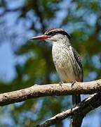 Striped Kingfisher