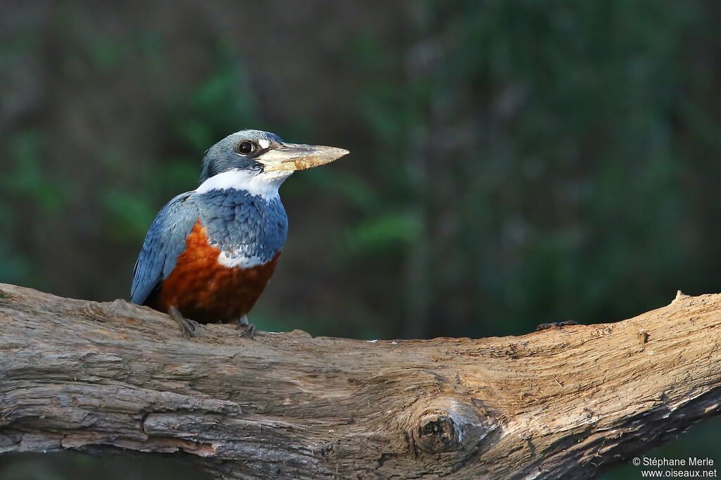 Ringed Kingfisher female adult