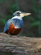 Ringed Kingfisher