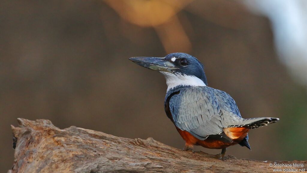 Ringed Kingfisher female